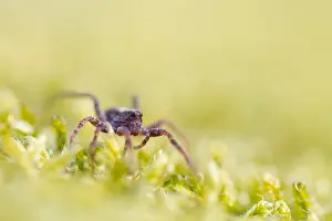 Images Dated 22nd March 2012: Marco image of an insect