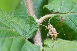 Images Dated 8th July 2013: Marco image of an insect