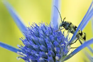 Images Dated 7th August 2019: Marco image of an insect