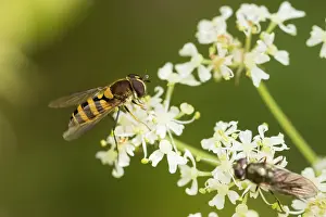 Images Dated 19th August 2019: Marco image of an insect