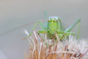 Images Dated 12th August 2015: Marco image of an insect