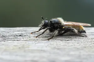 Images Dated 19th August 2019: Marco image of an insect