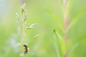 Images Dated 26th June 2019: Marco image of an insect
