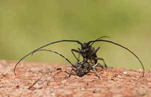 Images Dated 20th July 2013: Marco image of an insect
