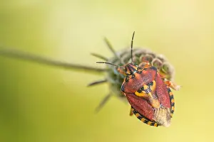 Images Dated 9th August 2019: Marco image of an insect