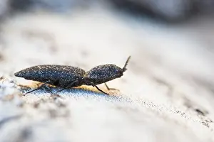 Images Dated 5th April 2018: Marco image of an insect