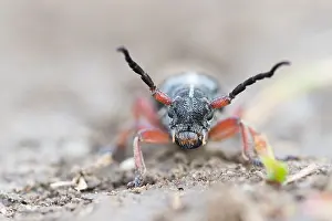 Romania Prints: Marco image of an insect