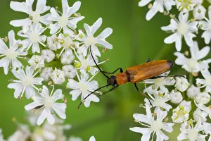 Images Dated 26th July 2013: Marco image of an insect