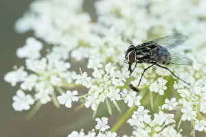 Romania Prints: Marco image of an insect