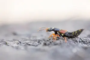 Images Dated 2nd June 2019: Marco image of an insect