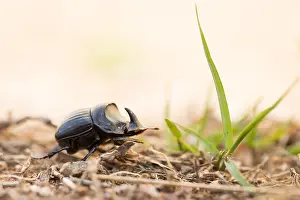 Corsica Prints: Marco image of an insect