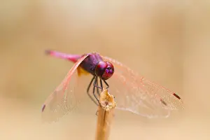 Images Dated 10th November 2014: Marco image of an insect