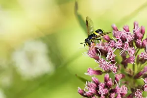 Slovenia Prints: Marco image of an insect