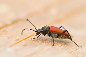 Images Dated 18th July 2013: Marco image of an insect