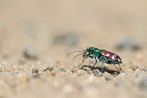 Images Dated 29th May 2017: Marco image of an insect