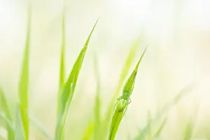 Images Dated 2nd June 2019: Marco image of an insect