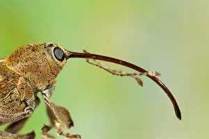 Images Dated 1st December 2007: Marco image of an insect