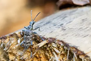 Images Dated 18th June 2013: Marco image of an insect