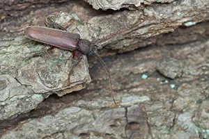 Images Dated 18th July 2013: Marco image of an insect