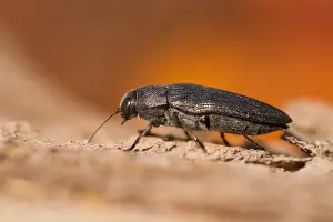 Images Dated 19th July 2013: Marco image of an insect
