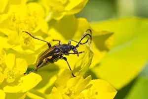 Images Dated 1st June 2014: Marco image of an insect