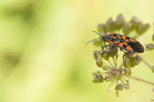 Romania Prints: Marco image of an insect