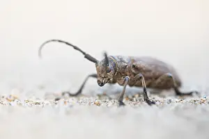 Images Dated 19th June 2019: Marco image of an insect