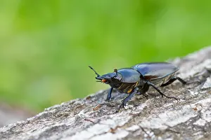 Images Dated 13th June 2013: Marco image of an insect