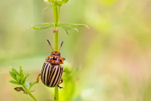 Images Dated 25th July 2018: Marco image of an insect