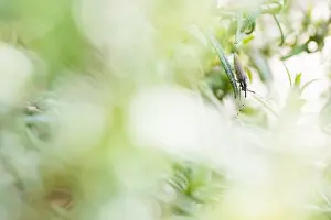 Corsica Prints: Marco image of an insect