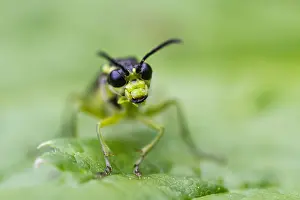 Images Dated 12th July 2014: Marco image of an insect