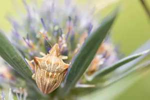 Images Dated 10th August 2019: Marco image of an insect