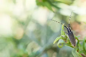 Corsica Prints: Marco image of an insect