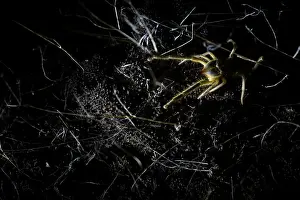 Images Dated 28th April 2018: Marco image of an insect