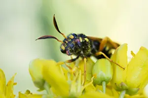 Images Dated 29th May 2015: Marco image of an insect