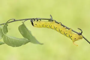 Wirbellose Prints: Marco image of an insect