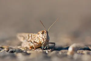 Images Dated 23rd August 2009: Marco image of an insect