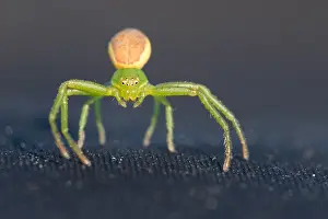 Romania Prints: Marco image of an insect