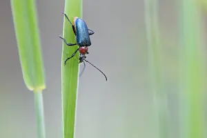 Images Dated 16th June 2019: Marco image of an insect