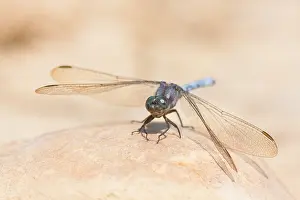 Images Dated 27th August 2009: Marco image of an insect