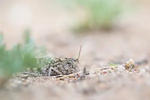 Images Dated 8th June 2019: Marco image of an insect