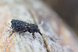 Images Dated 2nd July 2013: Marco image of an insect