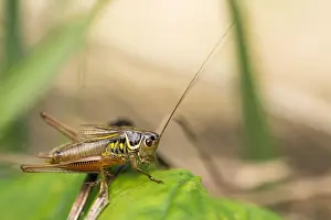 Images Dated 15th August 2019: Marco image of an insect