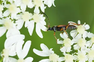 Images Dated 3rd August 2019: Marco image of an insect