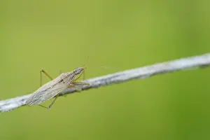Images Dated 13th October 2019: Marco image of an insect