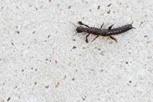 Corsica Prints: Marco image of an insect