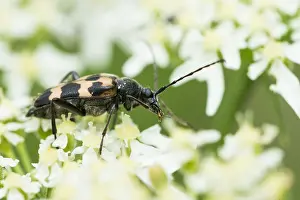 Images Dated 3rd August 2019: Marco image of an insect