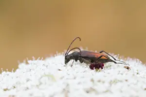 Images Dated 26th July 2013: Marco image of an insect