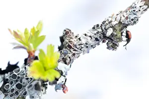 Images Dated 2nd May 2019: Marco image of an insect