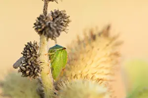Romania Prints: Marco image of an insect